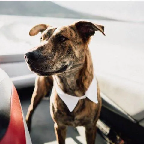 25" Dog Collar
