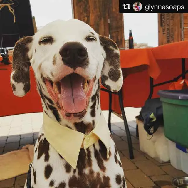 25" Dog Collar