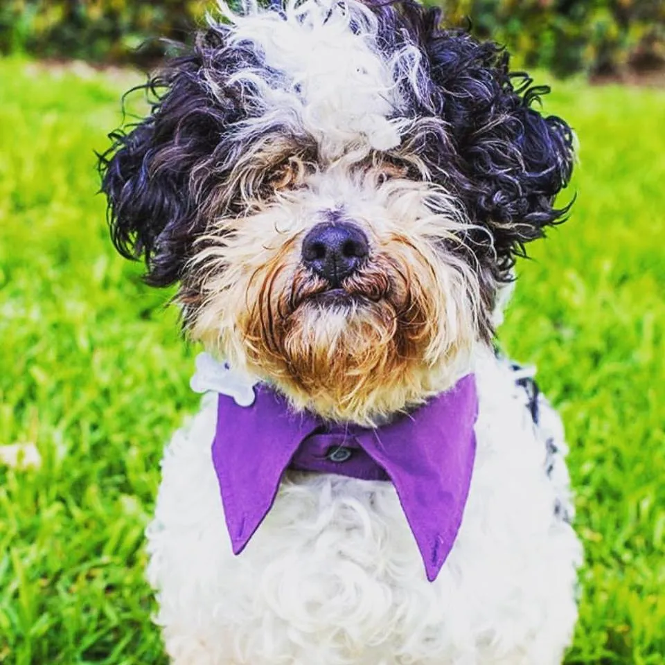 25" Dog Collar