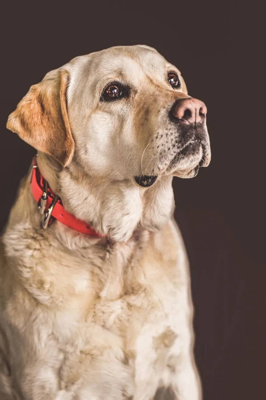 Biothane Dog Collars (25mm)