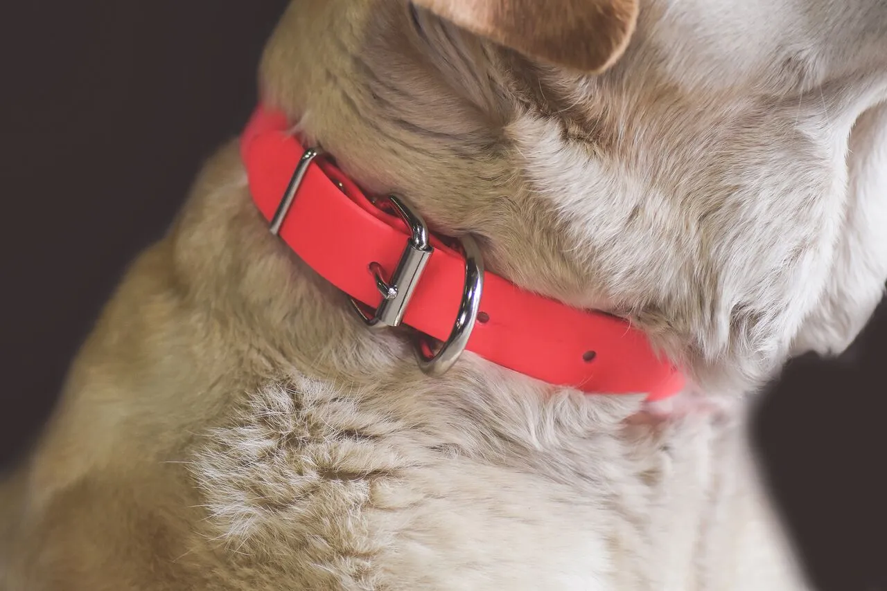 Biothane Dog Collars (25mm)