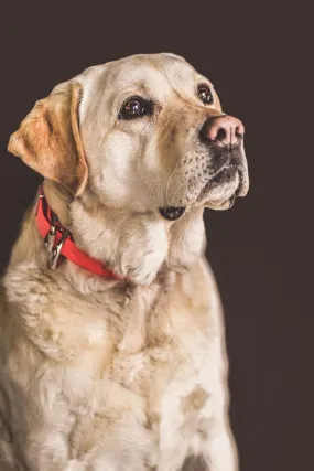 Biothane Dog Collars (25mm)