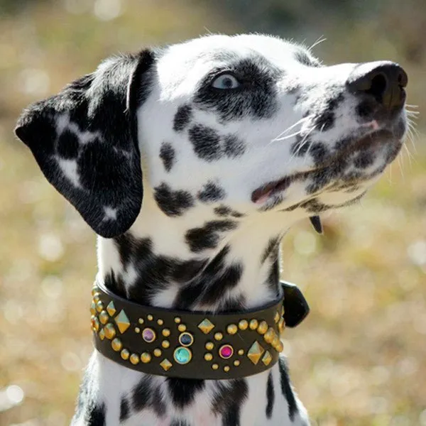 Custom Leather Dog Collar Stargazer Deluxe