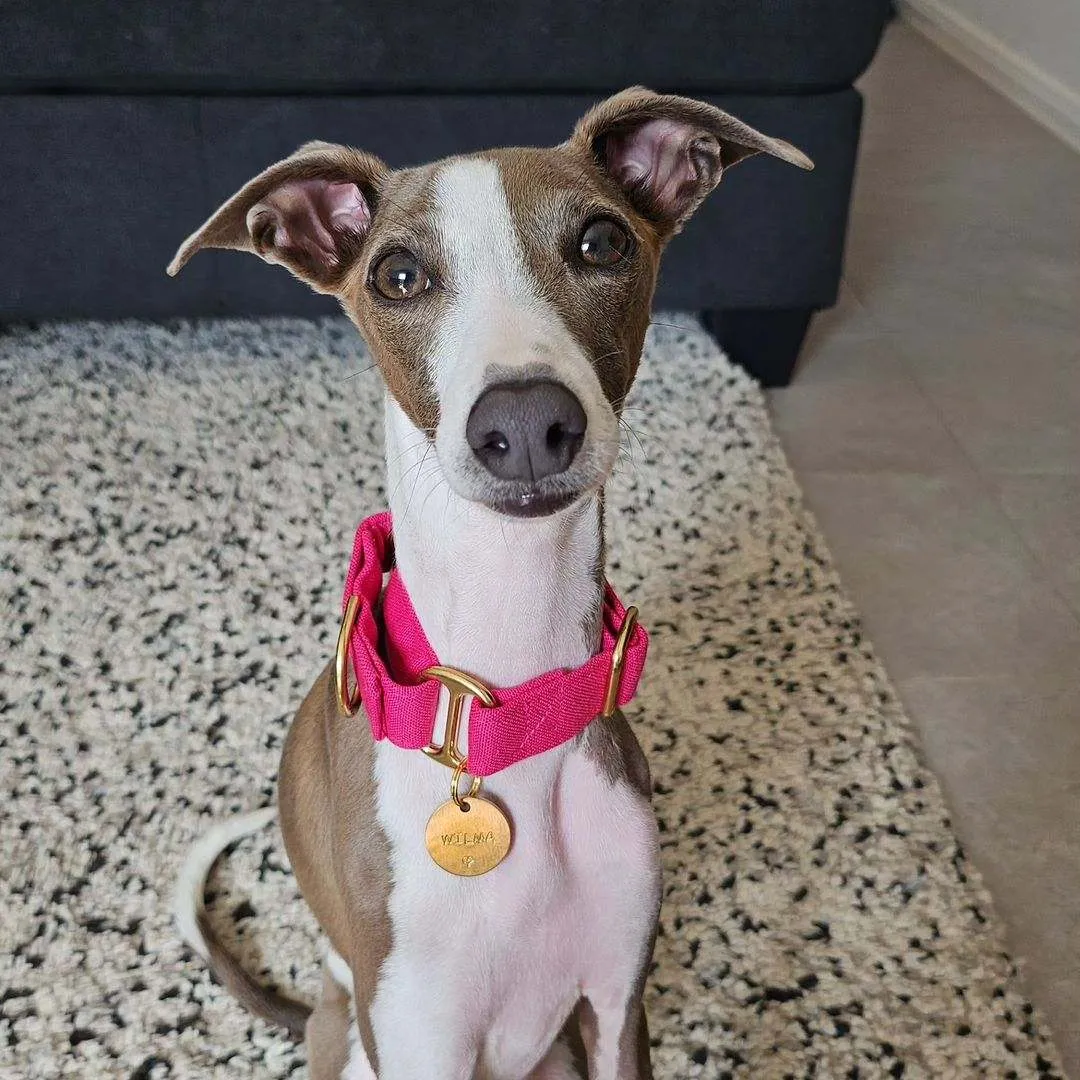 Magenta Pink martingale collar - Water resistant