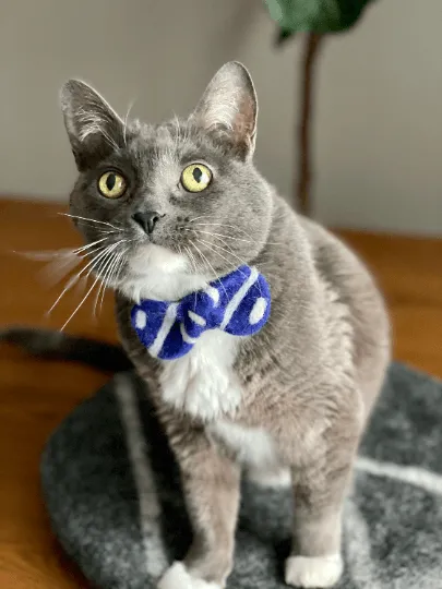Removable Pet Collar Accessory- Felt Wool Bow Tie