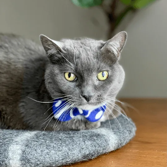 Removable Pet Collar Accessory- Felt Wool Bow Tie
