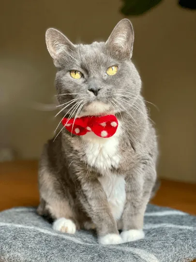 Removable Pet Collar Accessory- Felt Wool Bow Tie