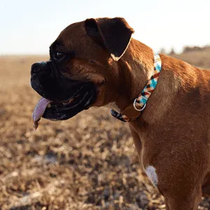 Zee.Dog Collar Phantom